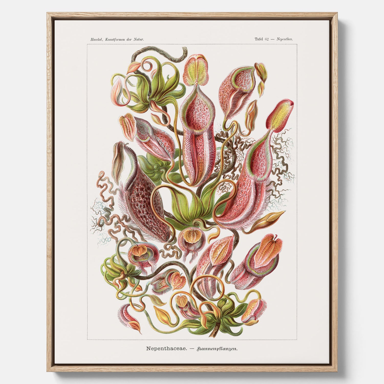 Vintageposter på canvas med en gammal illustration av kannrankor ritad av tyska biologen Ernst Haeckel år 1927