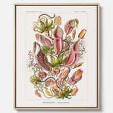 Vintageposter på canvas med en gammal illustration av kannrankor ritad av tyska biologen Ernst Haeckel år 1927