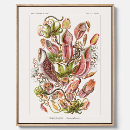Vintageposter på canvas med en gammal illustration av kannrankor ritad av tyska biologen Ernst Haeckel år 1927