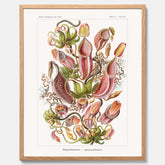 Vintageposter med en gammal illustration av kannrankor ritad av tyska biologen Ernst Haeckel år 1919