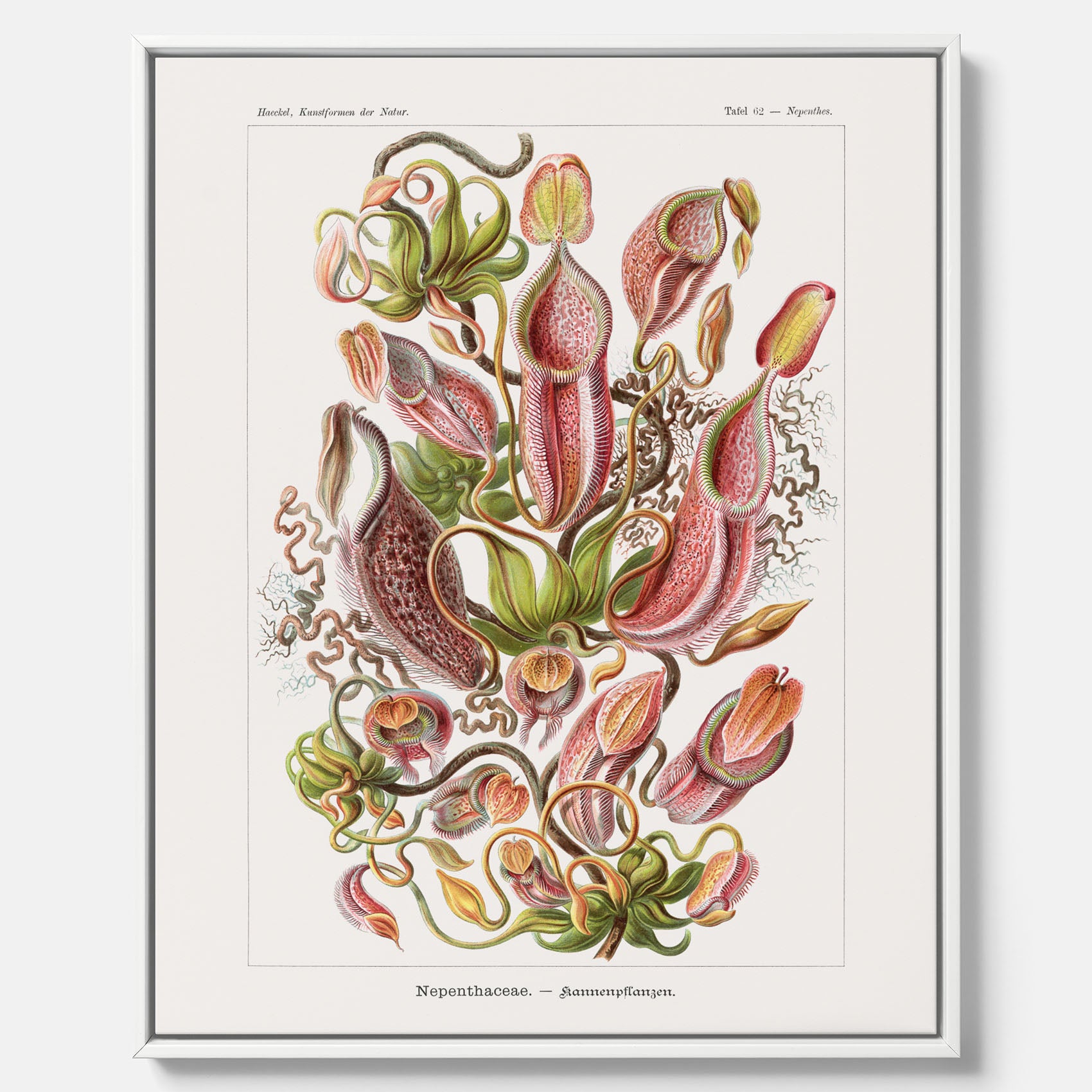 Vintageposter på canvas med en gammal illustration av kannrankor ritad av tyska biologen Ernst Haeckel år 1927