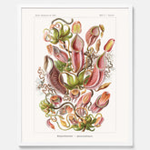 Vintageposter med en gammal illustration av kannrankor ritad av tyska biologen Ernst Haeckel år 1920