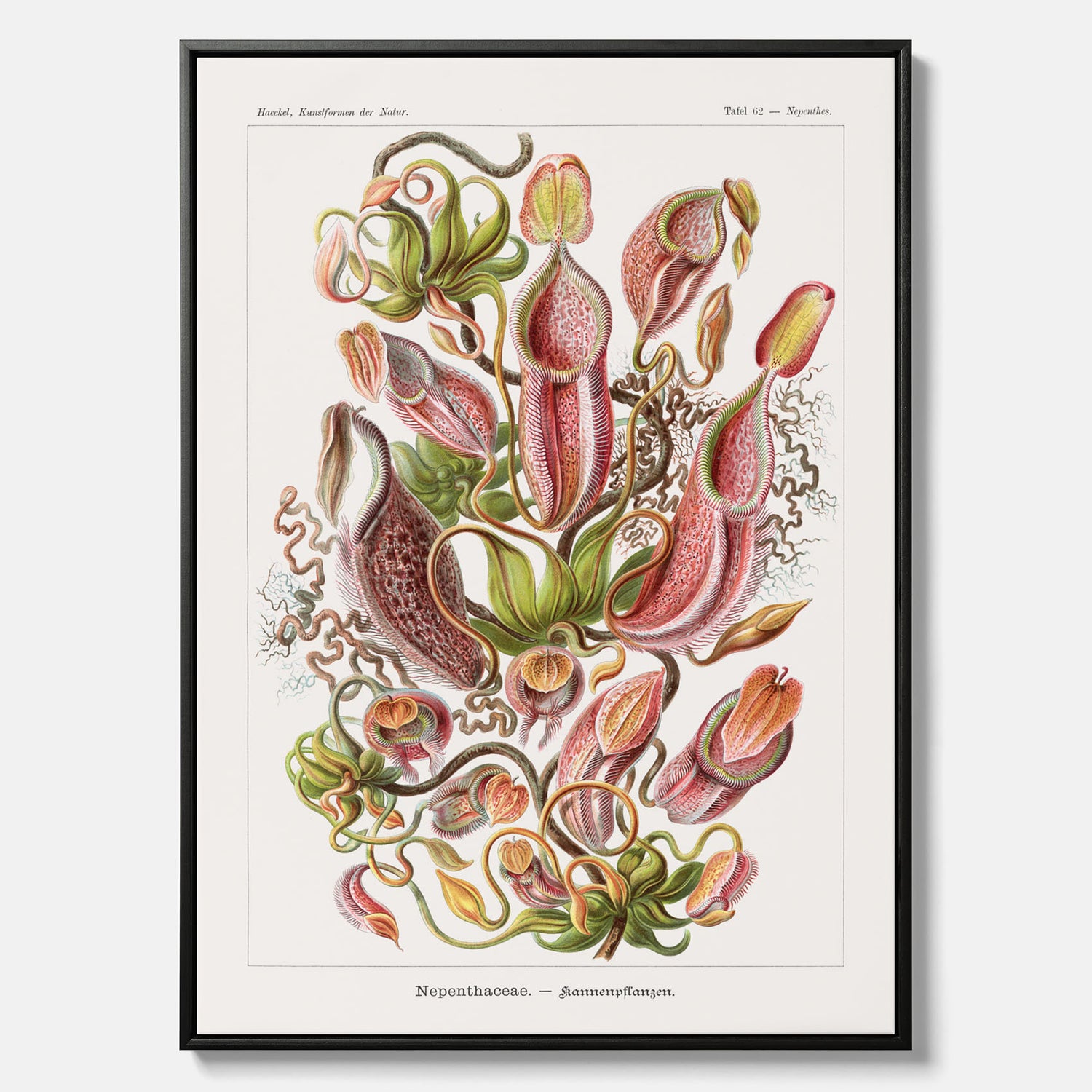 Vintageposter på canvas med en gammal illustration av kannrankor ritad av tyska biologen Ernst Haeckel år 1927