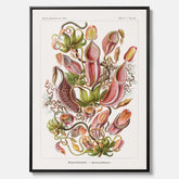 Vintageposter på canvas med en gammal illustration av kannrankor ritad av tyska biologen Ernst Haeckel år 1927