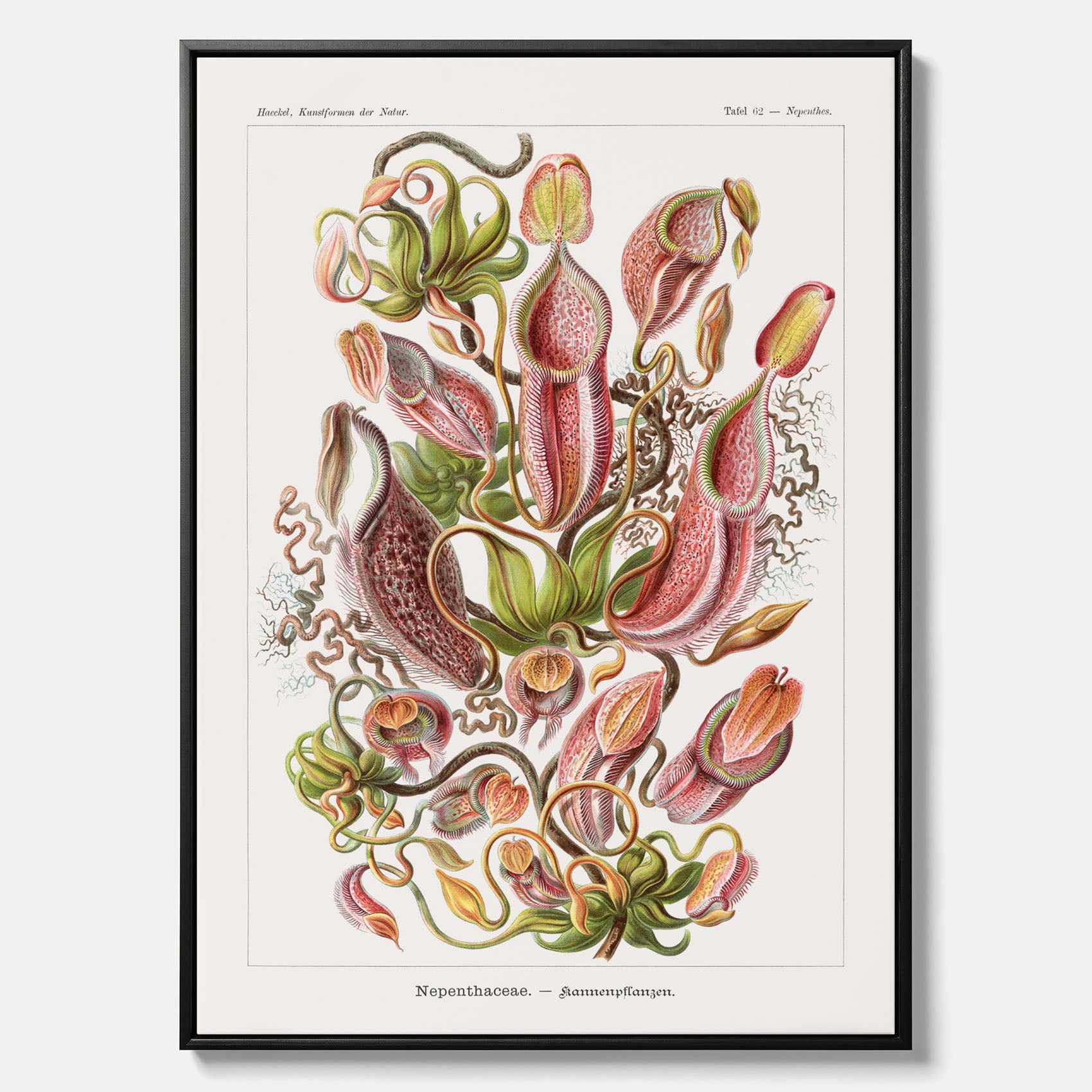 Vintageposter på canvas med en gammal illustration av kannrankor ritad av tyska biologen Ernst Haeckel år 1927