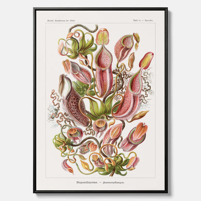 Vintageposter på canvas med en gammal illustration av kannrankor ritad av tyska biologen Ernst Haeckel år 1927