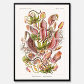 Vintageposter med en gammal illustration av kannrankor ritad av tyska biologen Ernst Haeckel år 1921