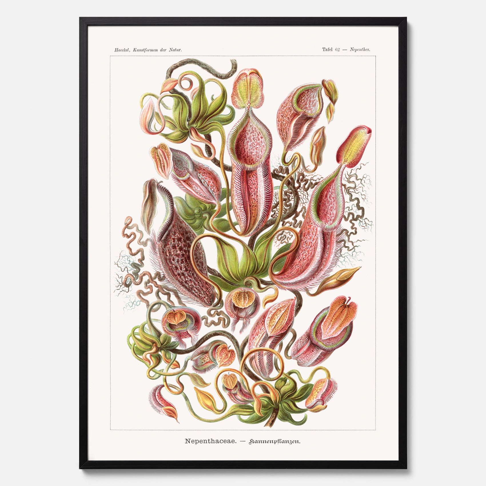 Vintageposter med en gammal illustration av kannrankor ritad av tyska biologen Ernst Haeckel år 1921