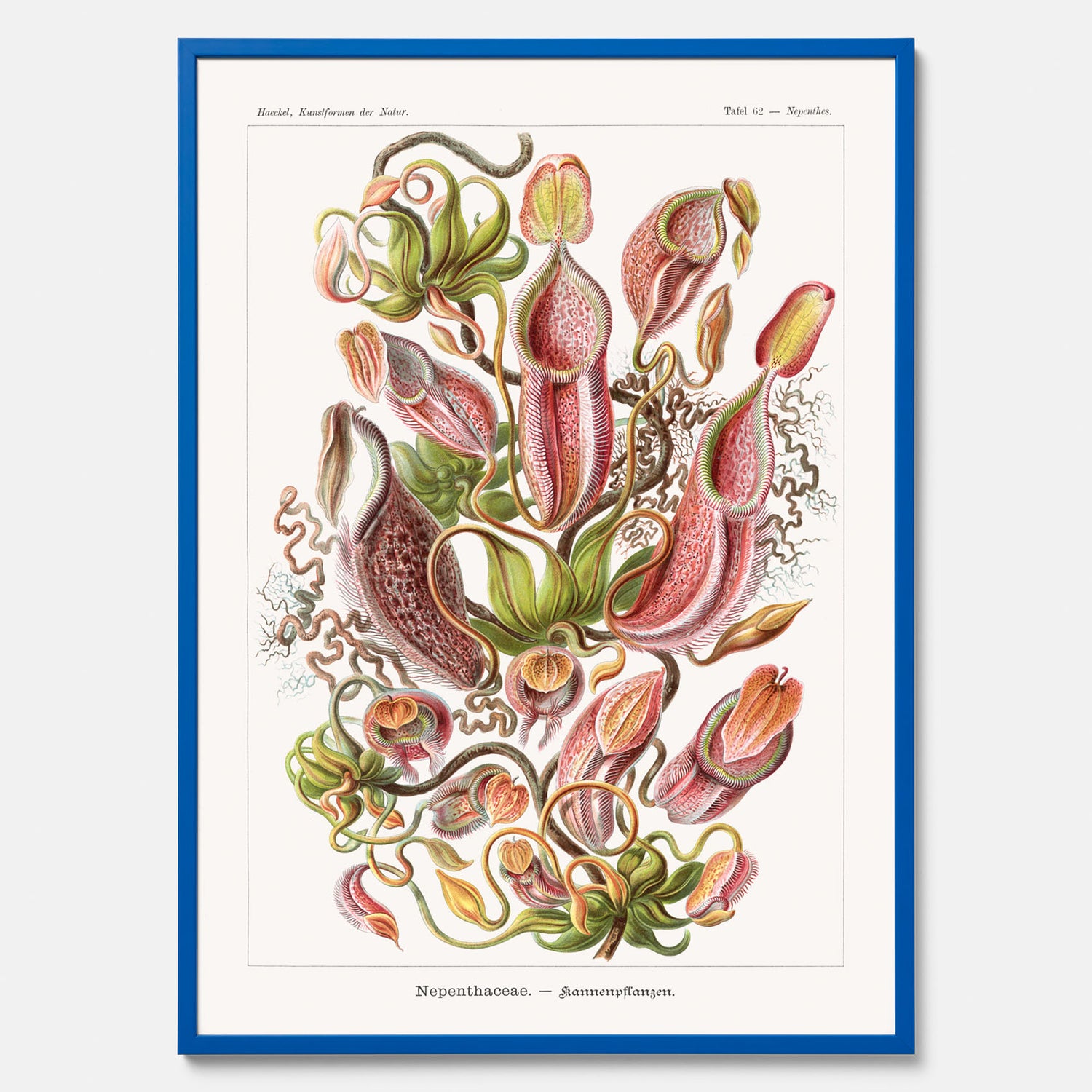Vintageposter med en gammal illustration av kannrankor ritad av tyska biologen Ernst Haeckel år 1922
