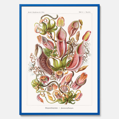 Vintageposter med en gammal illustration av kannrankor ritad av tyska biologen Ernst Haeckel år 1922