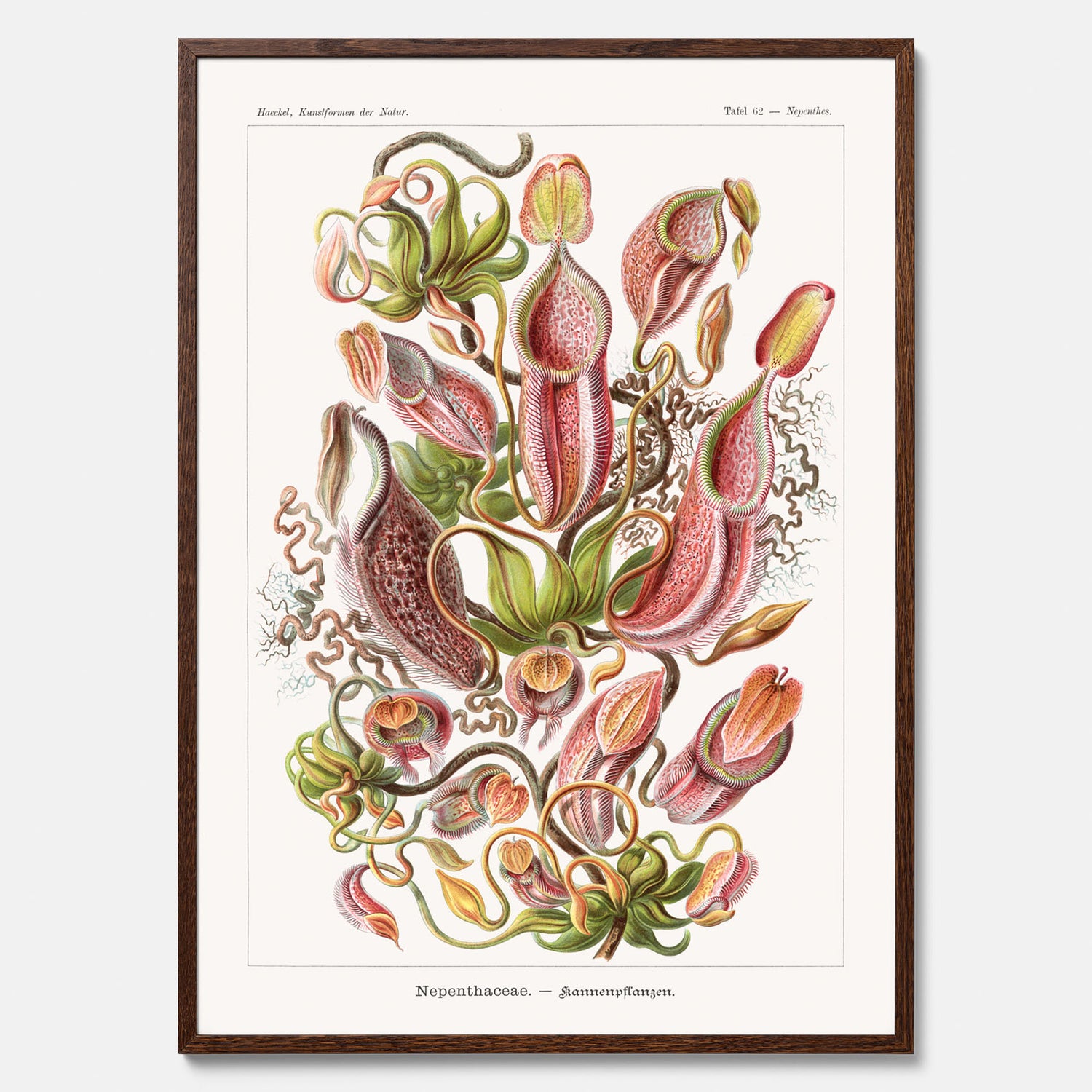 Vintageposter med en gammal illustration av kannrankor ritad av tyska biologen Ernst Haeckel år 1923