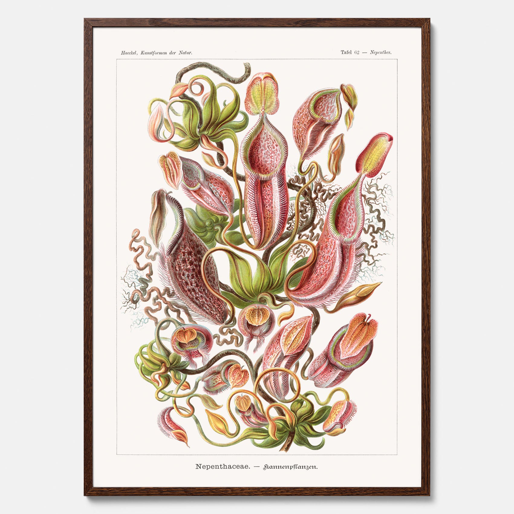 Vintageposter med en gammal illustration av kannrankor ritad av tyska biologen Ernst Haeckel år 1923