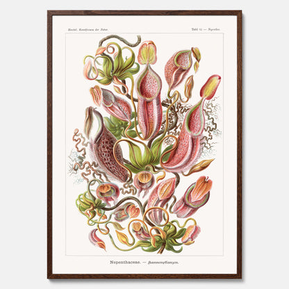 Vintageposter med en gammal illustration av kannrankor ritad av tyska biologen Ernst Haeckel år 1923