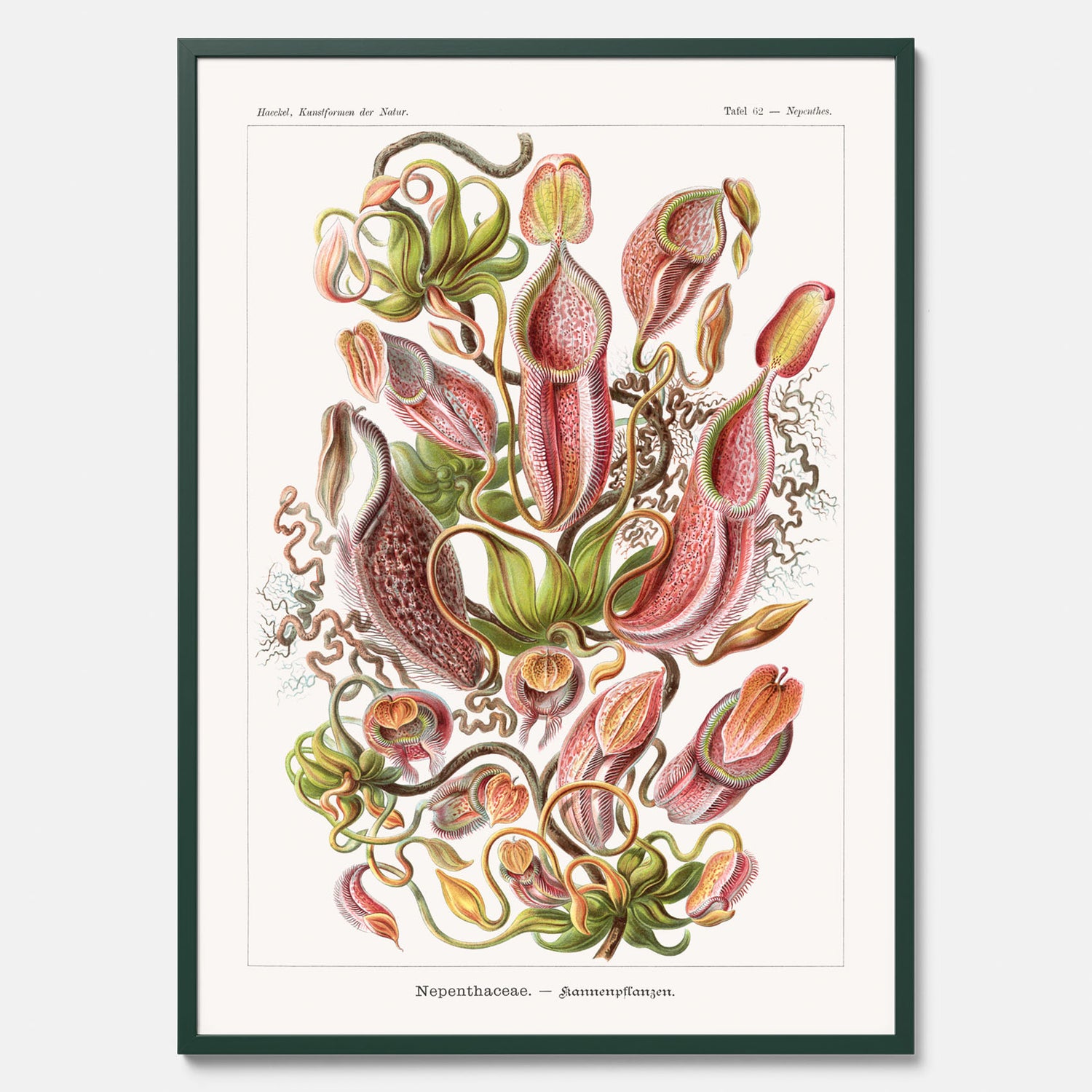 Vintageposter med en gammal illustration av kannrankor ritad av tyska biologen Ernst Haeckel år 1924