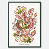 Vintageposter med en gammal illustration av kannrankor ritad av tyska biologen Ernst Haeckel år 1924