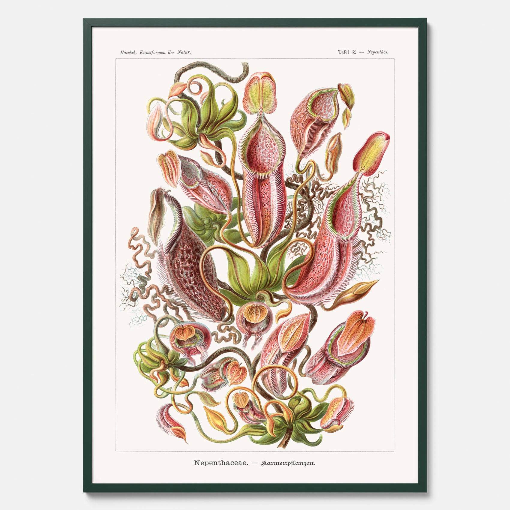 Vintageposter med en gammal illustration av kannrankor ritad av tyska biologen Ernst Haeckel år 1924
