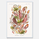 Vintageposter med en gammal illustration av kannrankor ritad av tyska biologen Ernst Haeckel år 1925