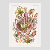Vintageposter med en gammal illustration av kannrankor ritad av tyska biologen Ernst Haeckel år 1926
