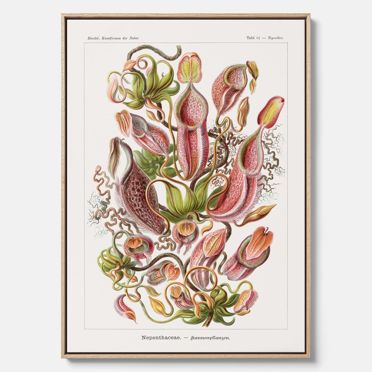 Vintageposter på canvas med en gammal illustration av kannrankor ritad av tyska biologen Ernst Haeckel år 1927
