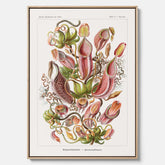Vintageposter på canvas med en gammal illustration av kannrankor ritad av tyska biologen Ernst Haeckel år 1927