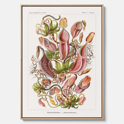 Vintageposter på canvas med en gammal illustration av kannrankor ritad av tyska biologen Ernst Haeckel år 1927