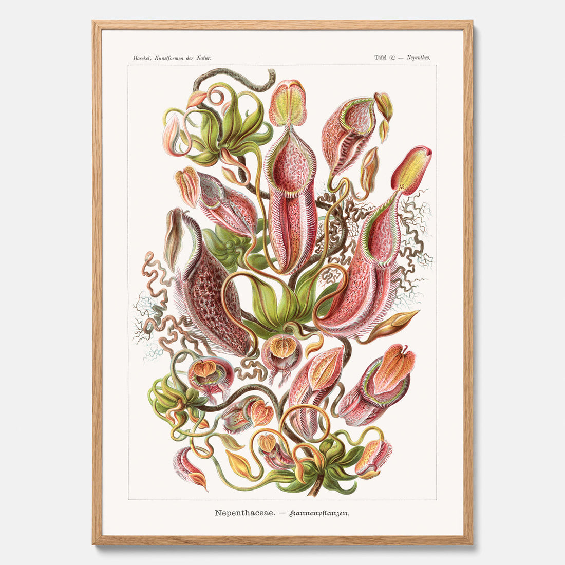 Vintageposter med en gammal illustration av kannrankor ritad av tyska biologen Ernst Haeckel år 1927