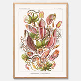 Vintageposter med en gammal illustration av kannrankor ritad av tyska biologen Ernst Haeckel år 1927