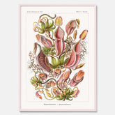 Vintageposter med en gammal illustration av kannrankor ritad av tyska biologen Ernst Haeckel år 1928