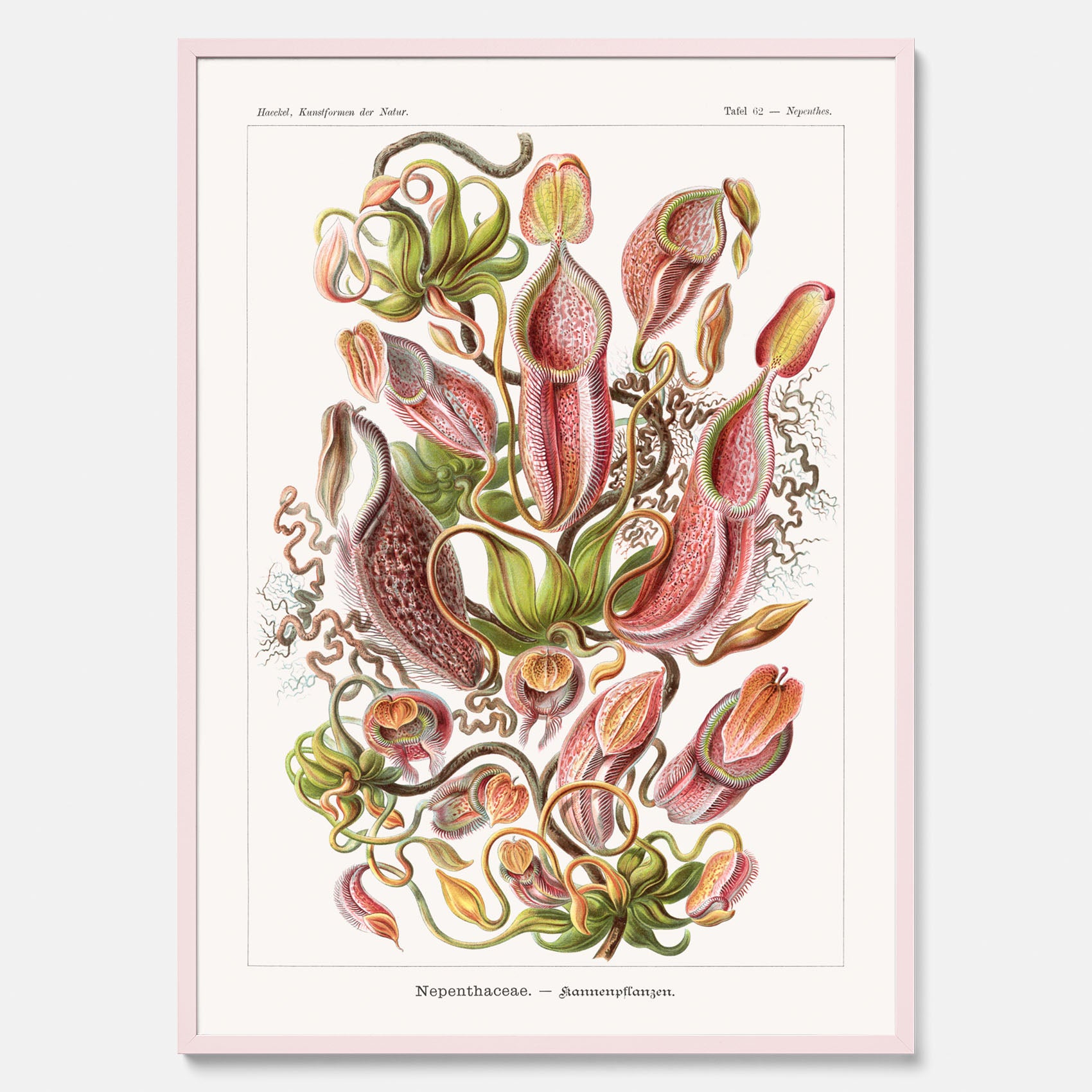 Vintageposter med en gammal illustration av kannrankor ritad av tyska biologen Ernst Haeckel år 1928