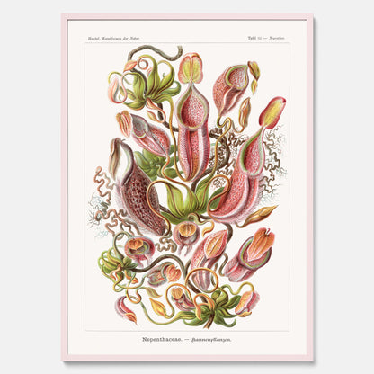 Vintageposter med en gammal illustration av kannrankor ritad av tyska biologen Ernst Haeckel år 1928