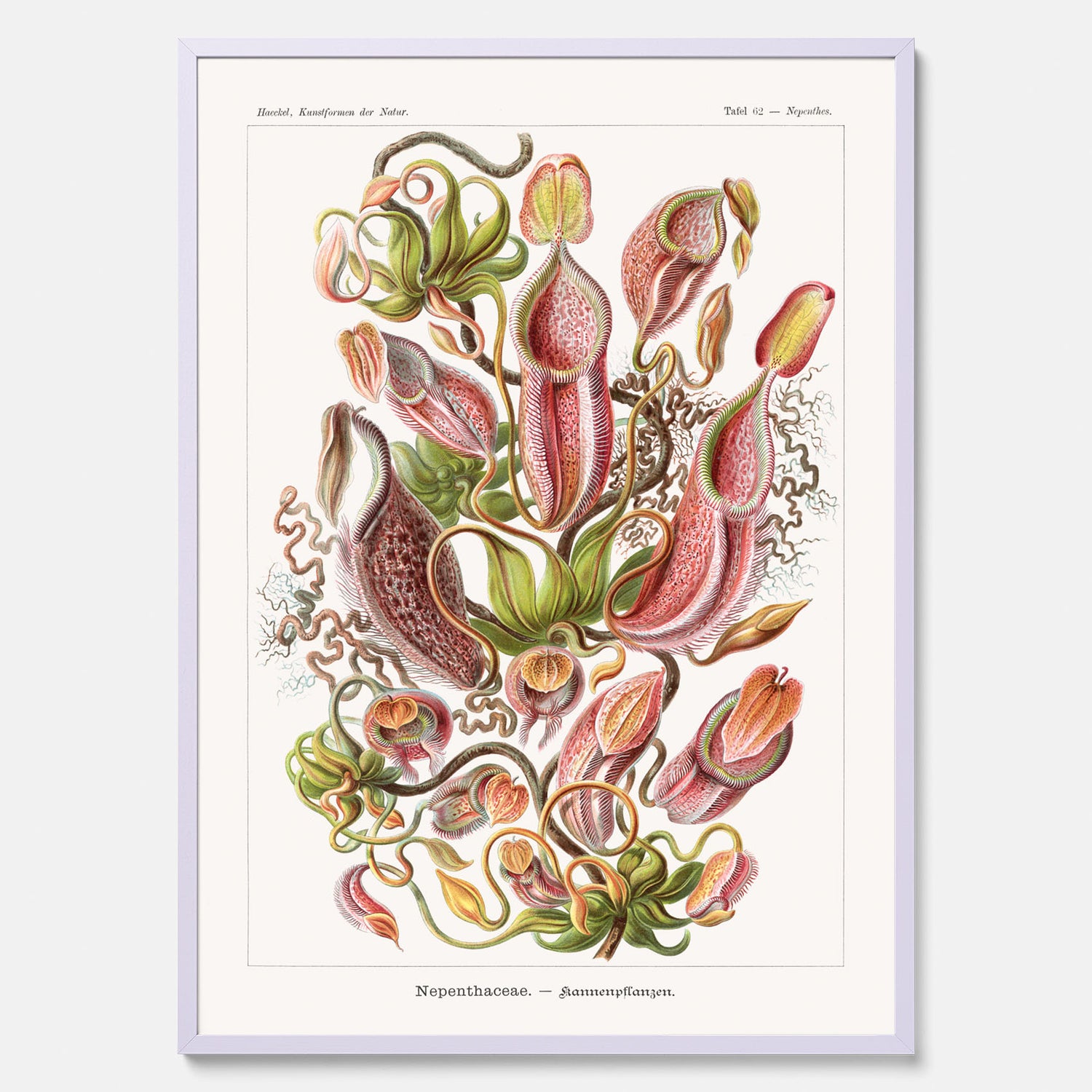 Vintageposter med en gammal illustration av kannrankor ritad av tyska biologen Ernst Haeckel år 1929