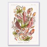 Vintageposter med en gammal illustration av kannrankor ritad av tyska biologen Ernst Haeckel år 1929
