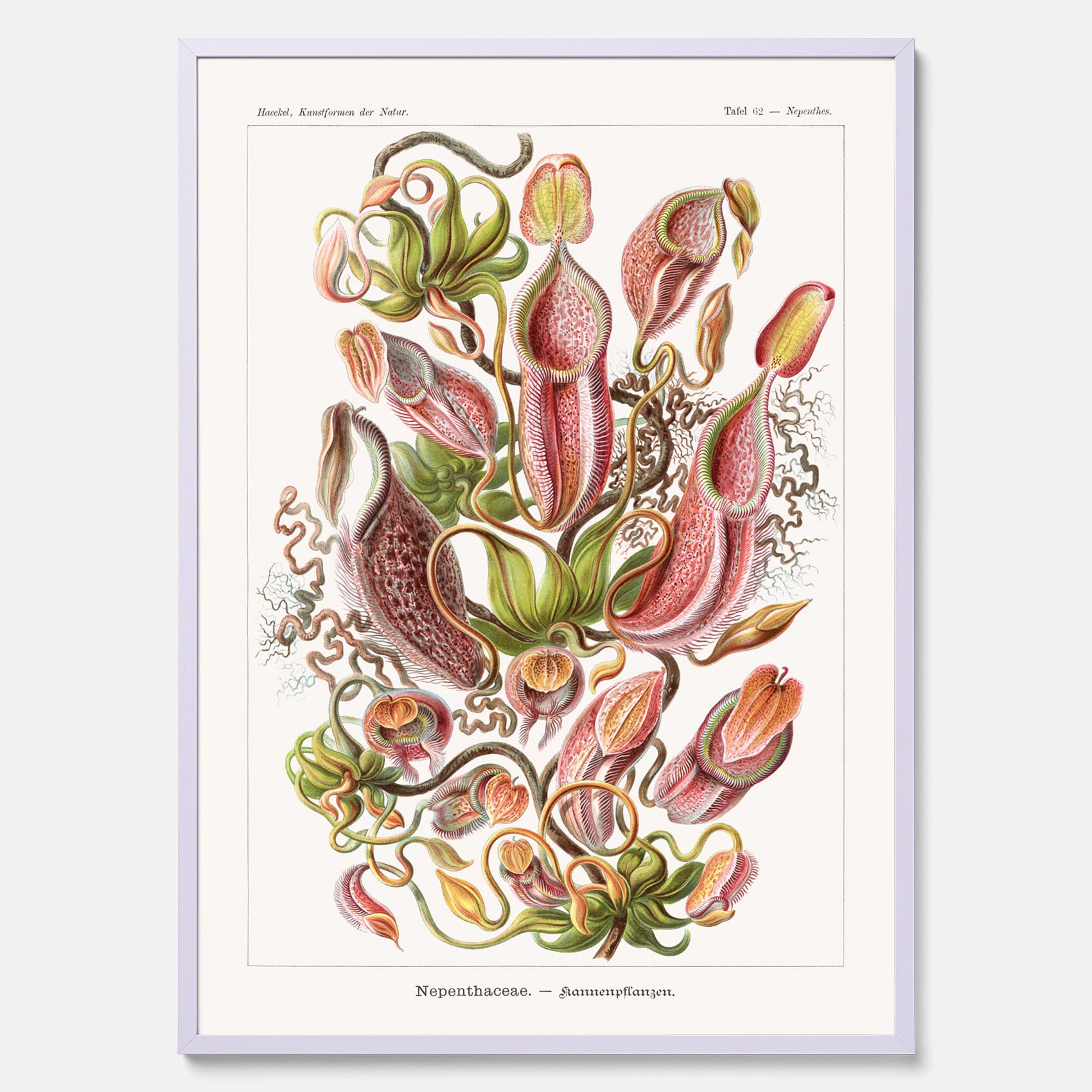 Vintageposter med en gammal illustration av kannrankor ritad av tyska biologen Ernst Haeckel år 1929