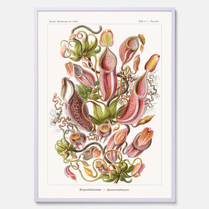 Vintageposter med en gammal illustration av kannrankor ritad av tyska biologen Ernst Haeckel år 1929