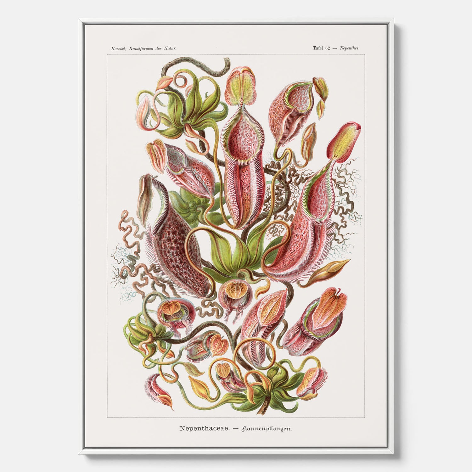 Vintageposter på canvas med en gammal illustration av kannrankor ritad av tyska biologen Ernst Haeckel år 1927