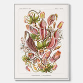 Vintageposter på canvas med en gammal illustration av kannrankor ritad av tyska biologen Ernst Haeckel år 1927