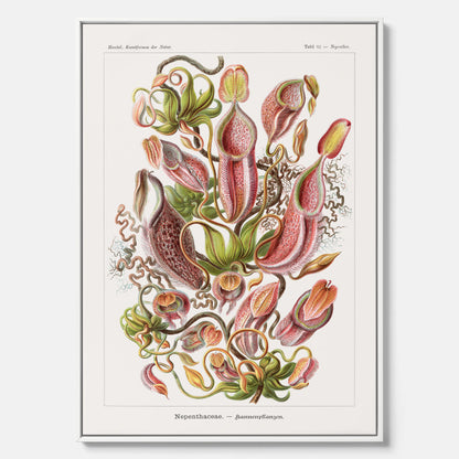 Vintageposter på canvas med en gammal illustration av kannrankor ritad av tyska biologen Ernst Haeckel år 1927