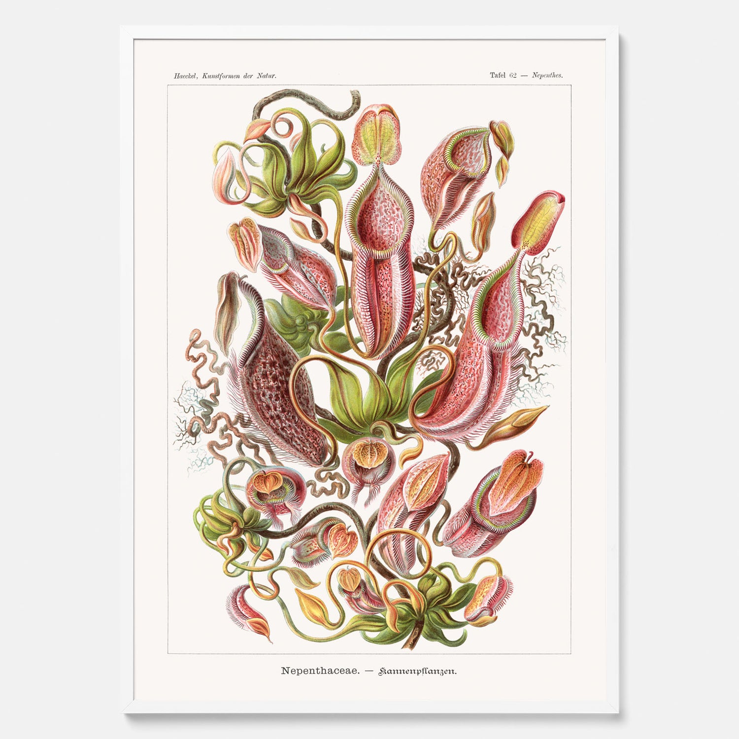 Vintageposter med en gammal illustration av kannrankor ritad av tyska biologen Ernst Haeckel år 1931
