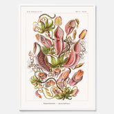 Vintageposter med en gammal illustration av kannrankor ritad av tyska biologen Ernst Haeckel år 1931