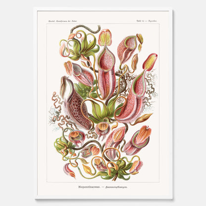 Vintageposter med en gammal illustration av kannrankor ritad av tyska biologen Ernst Haeckel år 1931