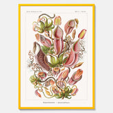 Vintageposter med en gammal illustration av kannrankor ritad av tyska biologen Ernst Haeckel år 1932