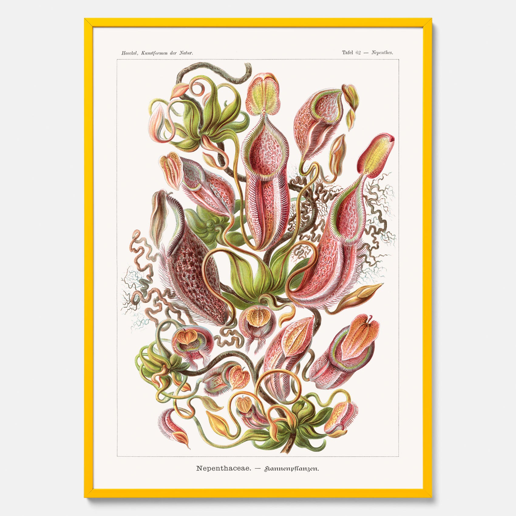 Vintageposter med en gammal illustration av kannrankor ritad av tyska biologen Ernst Haeckel år 1932