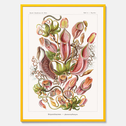 Vintageposter med en gammal illustration av kannrankor ritad av tyska biologen Ernst Haeckel år 1932