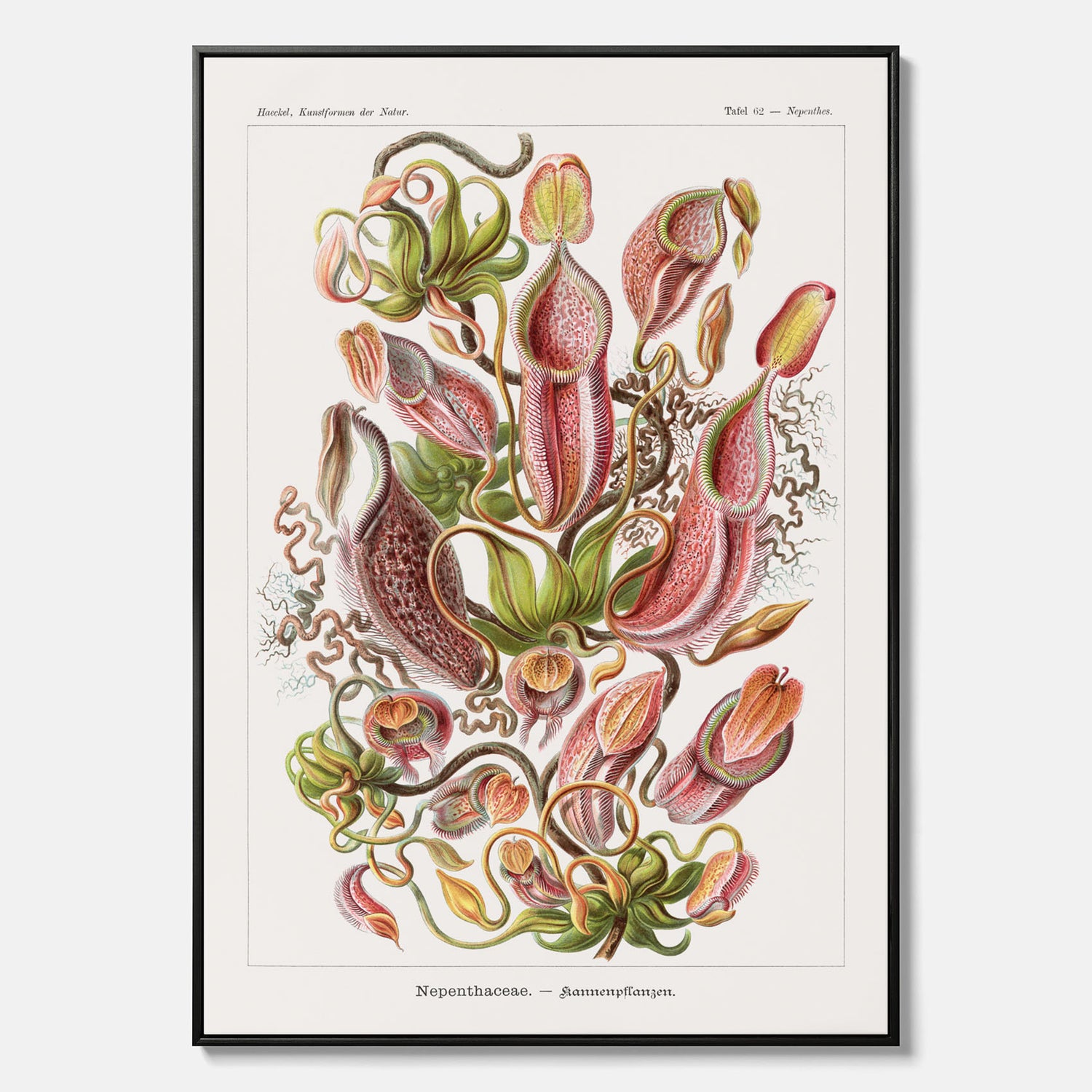 Vintageposter på canvas med en gammal illustration av kannrankor ritad av tyska biologen Ernst Haeckel år 1927