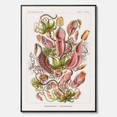Vintageposter på canvas med en gammal illustration av kannrankor ritad av tyska biologen Ernst Haeckel år 1927
