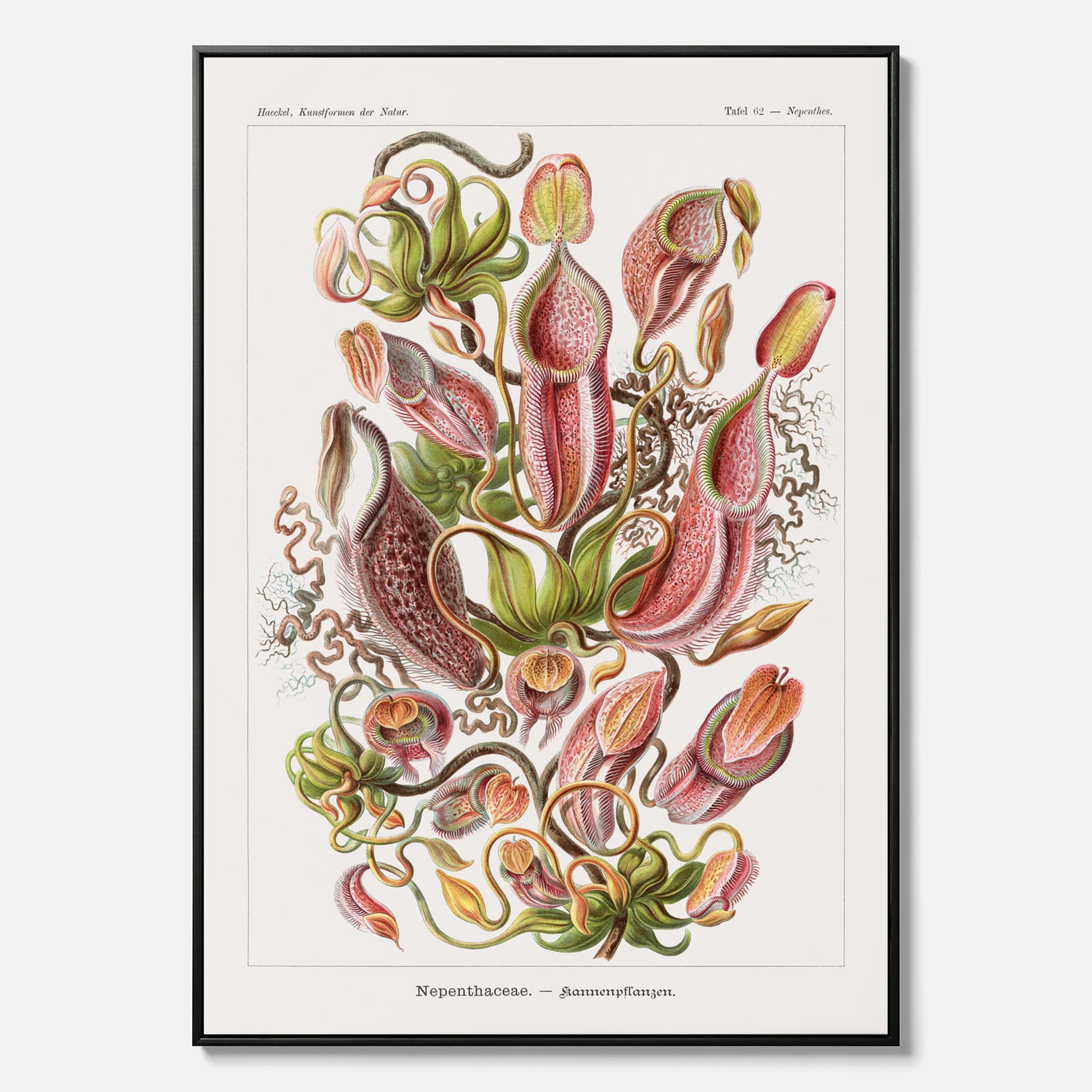 Vintageposter på canvas med en gammal illustration av kannrankor ritad av tyska biologen Ernst Haeckel år 1927