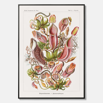 Vintageposter på canvas med en gammal illustration av kannrankor ritad av tyska biologen Ernst Haeckel år 1927