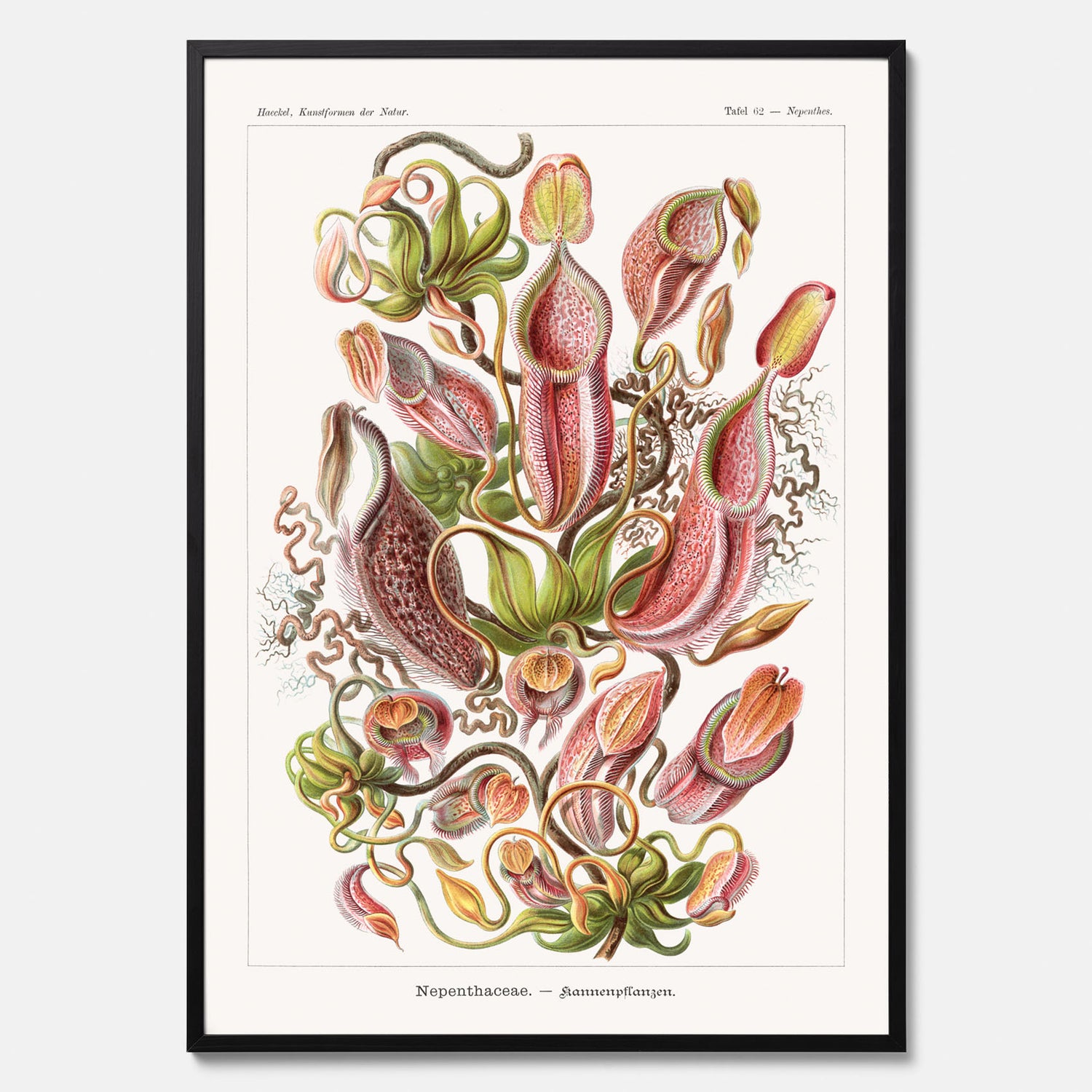 Vintageposter med en gammal illustration av kannrankor ritad av tyska biologen Ernst Haeckel år 1933