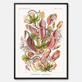 Vintageposter med en gammal illustration av kannrankor ritad av tyska biologen Ernst Haeckel år 1933