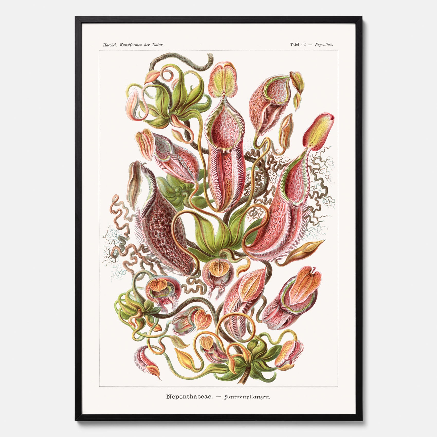 Vintageposter med en gammal illustration av kannrankor ritad av tyska biologen Ernst Haeckel år 1933